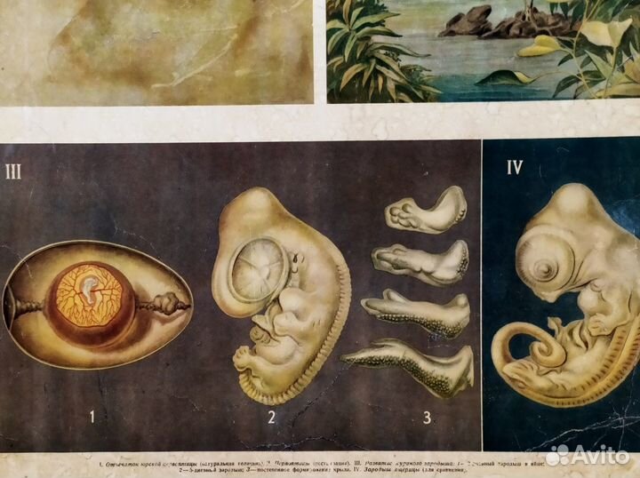 Плакат старинный 1952г Происхождение птиц эволюция