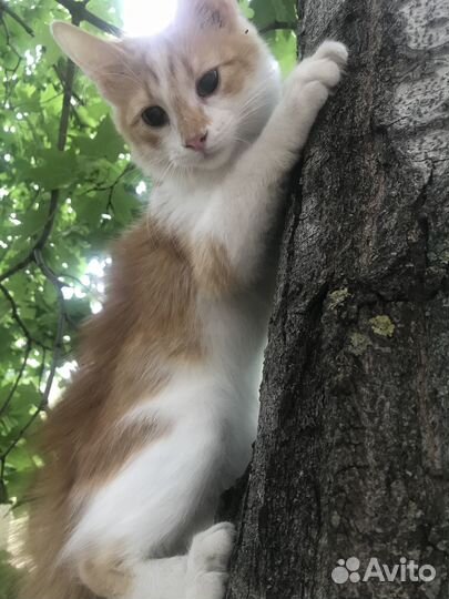 Котик в добрые ручки