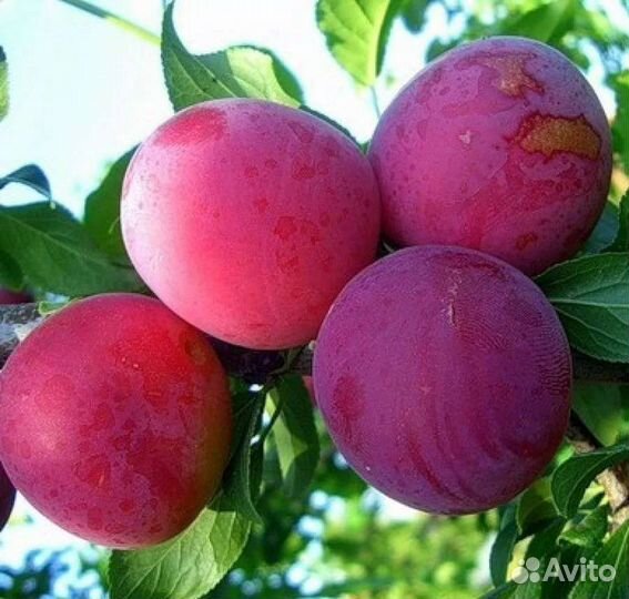 Алыча Путешественница