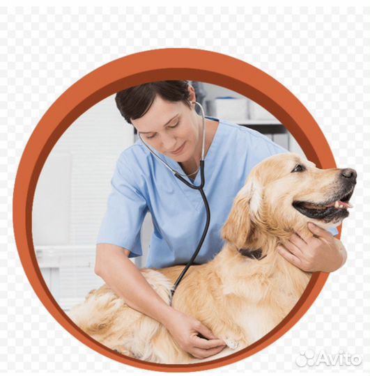 Усыпить собаку, усыпление и кремация животных