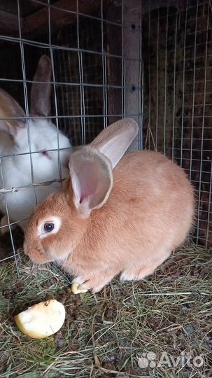 Кролики мясных пород