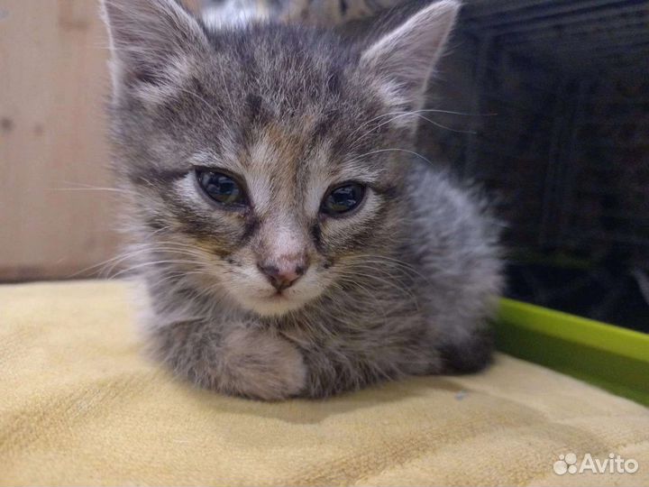 Котята в добрые руки бесплатно