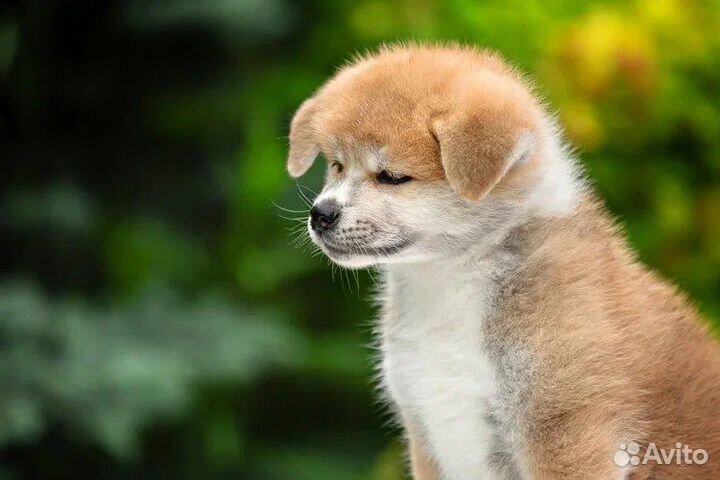 Щенки акита ину