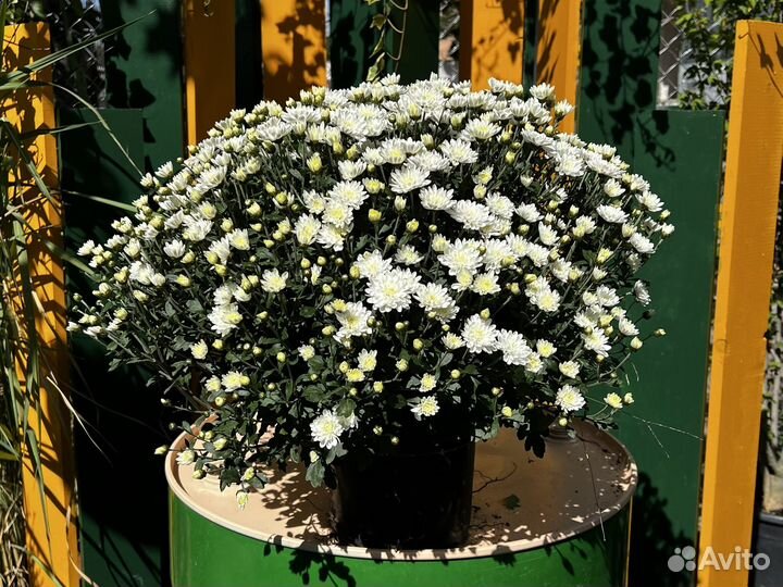 Хризантема