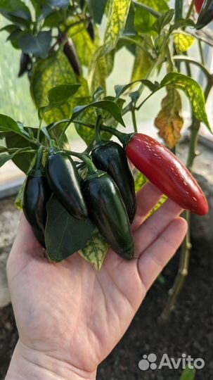 Халапеньо семена перца