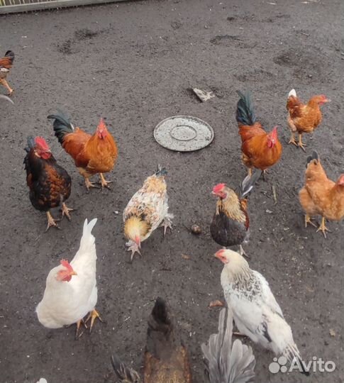 Молодые петухи