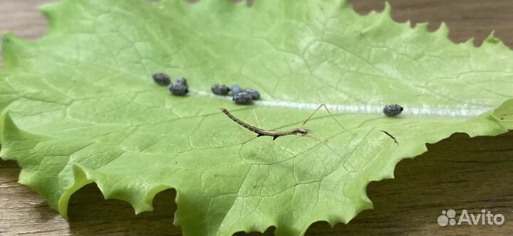 Анамские палочники