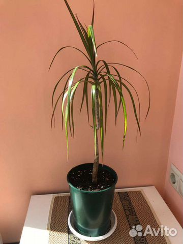 Драцена Маргината