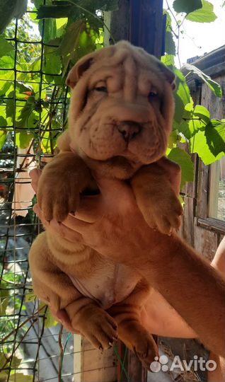 Щенки шарпей