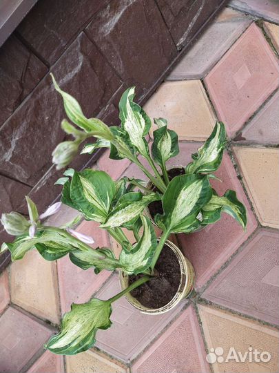 Хосты сортовые