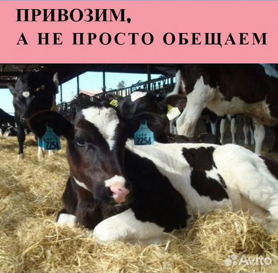 Телята бычки