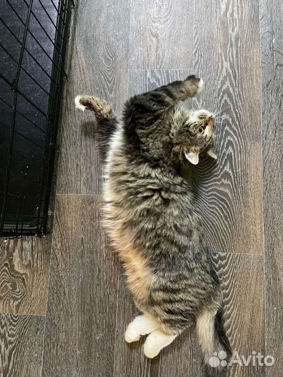 Кот ищет дом