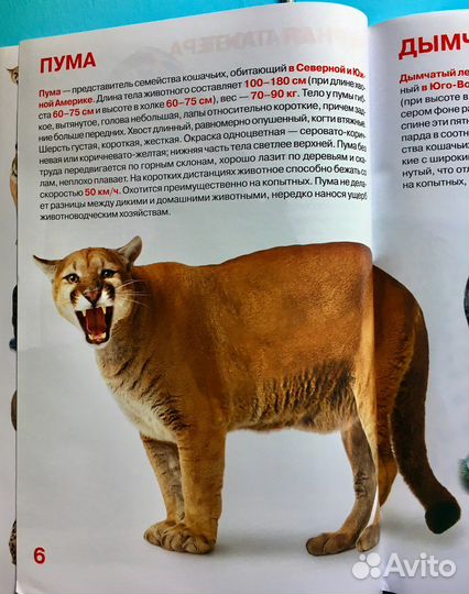 Первая энциклопедия