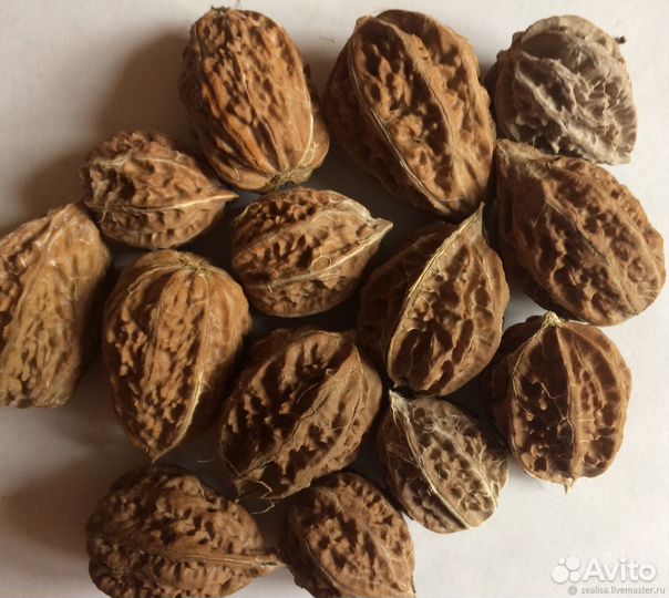 Маньчжурский орех