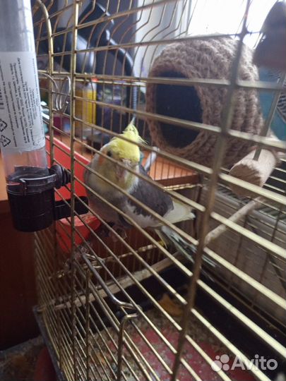 Попугай корелла девочка