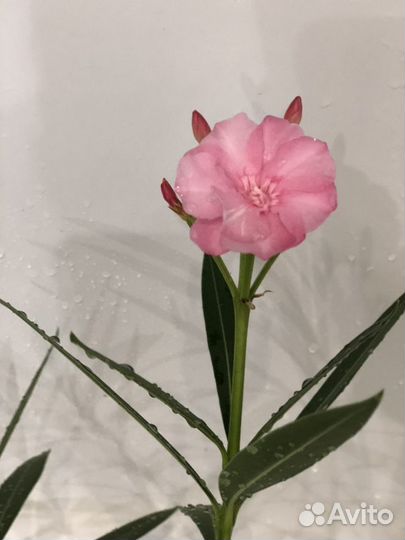 Олеандр комнатный в горшке