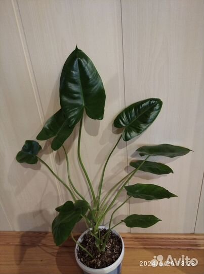 Филодендрон Бурле Маркс