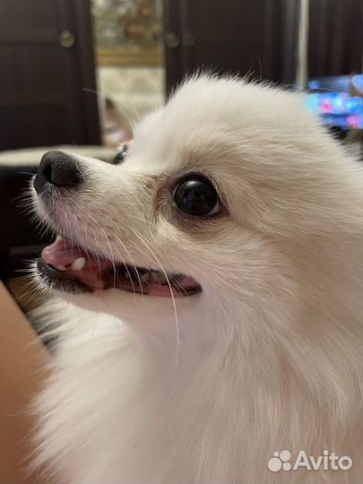 Померанский шпиц девочка
