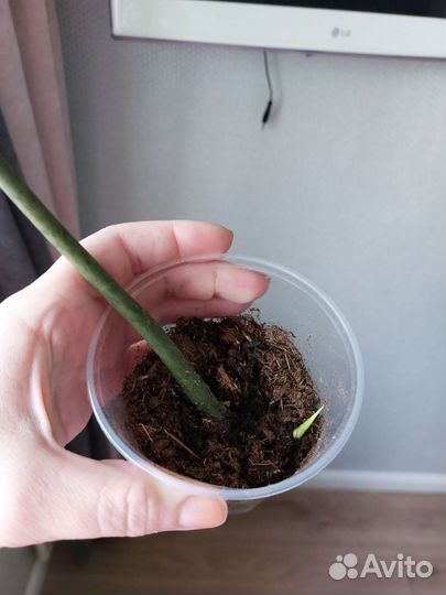 Филодендрон майо