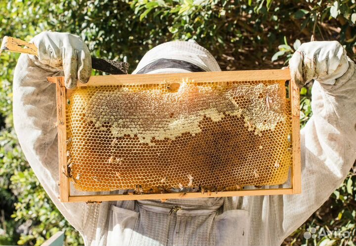 2024 Мёд натуральный с Алтая оптом