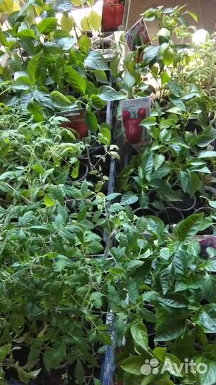 Рассада овощей