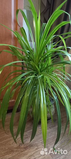 Панданус или винтовая пальма