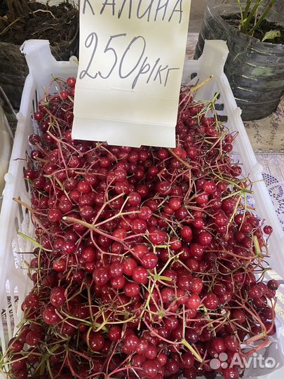 Калина красная