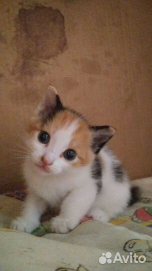 Очень милые Котята