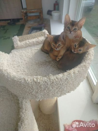 Аббисинские котята