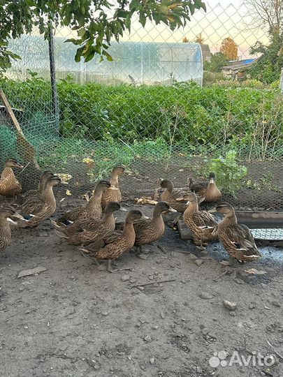 Дикая утка кряква