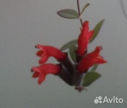 Эсхинантус бордово-красные цветы