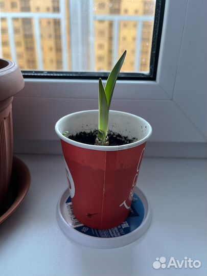 Гиппеаструм детки