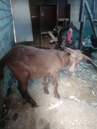 Козел ламанча