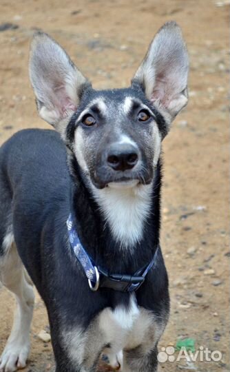 Метис овчарки