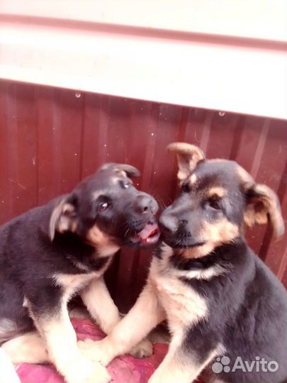 Щенки Восточноевропейской овчарки