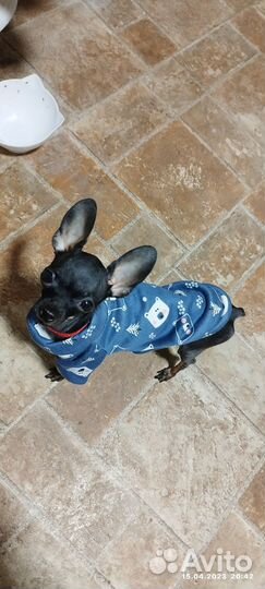 Мини той-терьер вязка