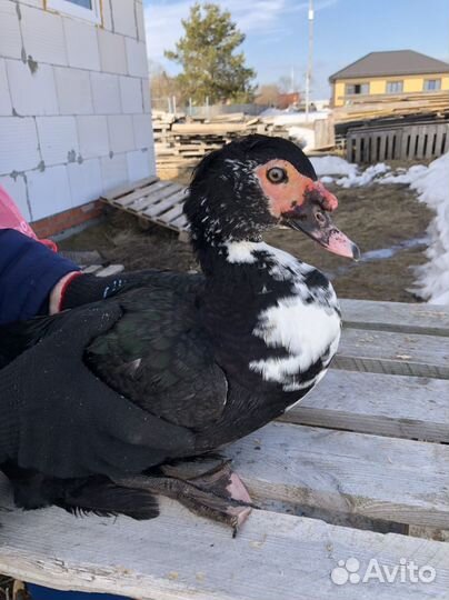 Селезень индоутки