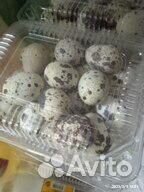 Яйцо перепелиное