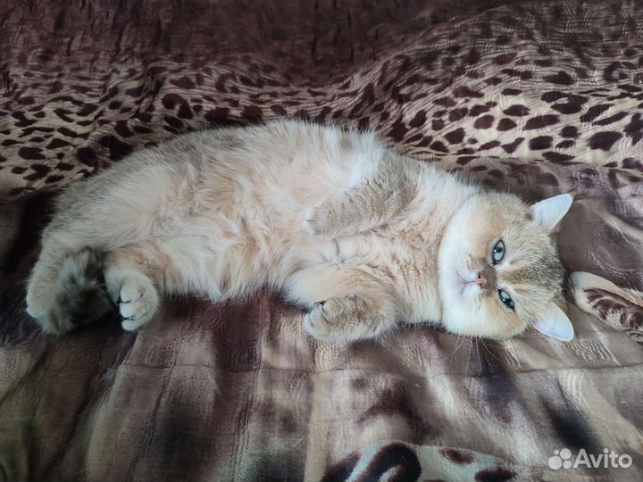 Кошка