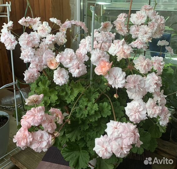 Пеларгония герань