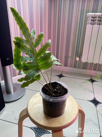 Экзот папоротник Aglaomorpha meyeniana