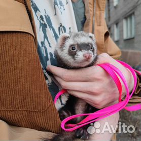 Домашние хорьки (Mustela) крупным планом на прогулке. Санкт-Петербург, Россия. | Премиум Фото