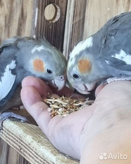 Птенец попугая нимфа корелла