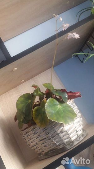 Комнатные растения, разные,лиана, традесканция