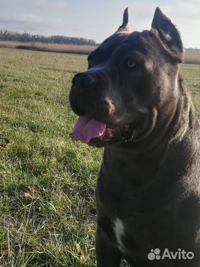 Кане Корсо Вязка