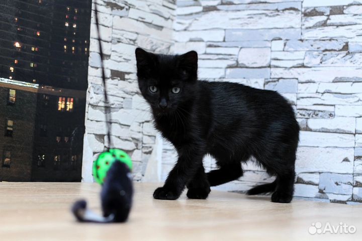 Котёнок 2,5 месяца девочка