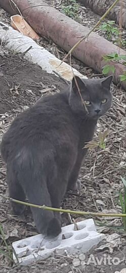 Кошка в дар бесплатно