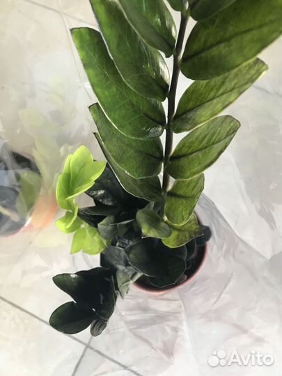 Замиокулькас Зензи