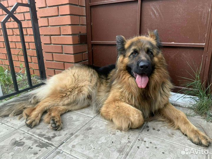 Немецкая овчарка вязка