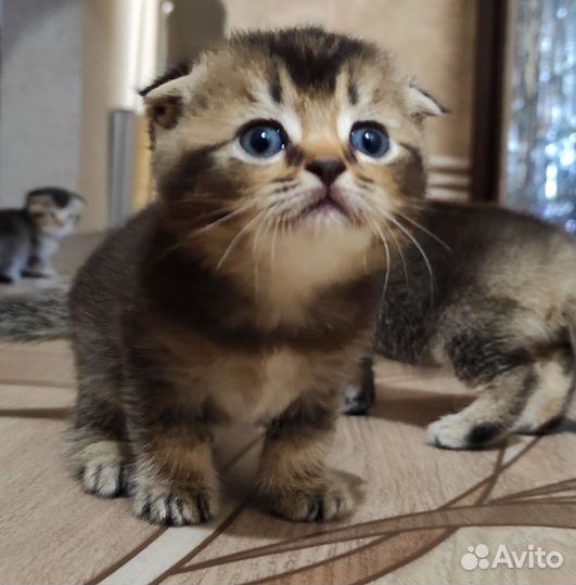 Шотландские чëрно золотые тикированные котята